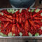 Traditional Swedish Crayfish Party